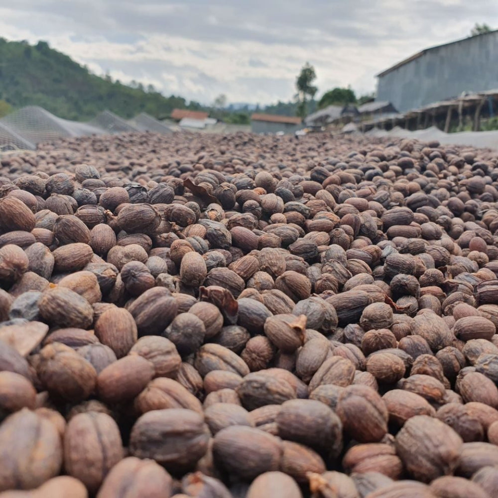 Chicchi di caffè biologico Fair Trade Etiopia Sidamo 250 g